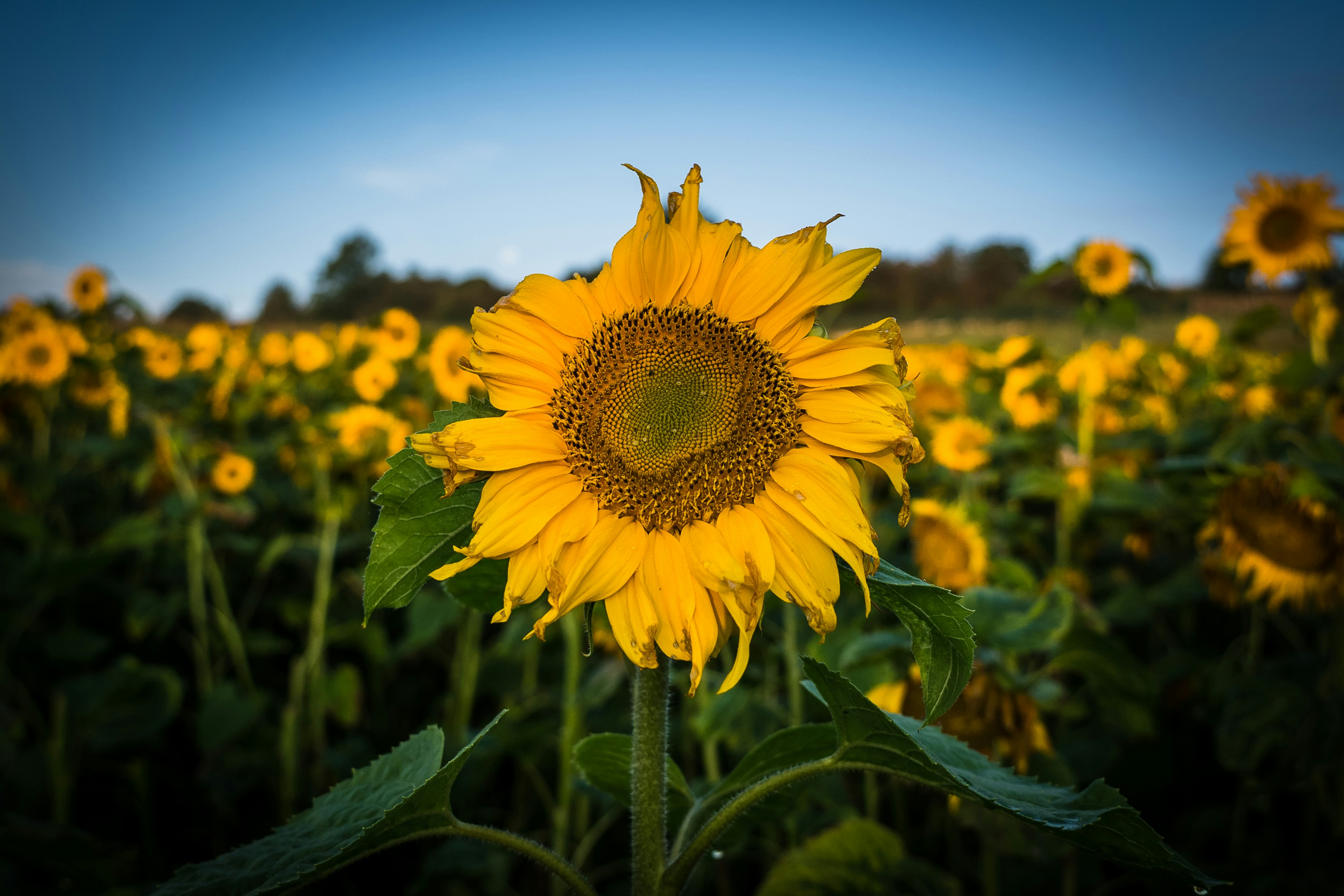 yellow sunflower field under blue sky during daytime